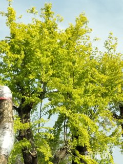 16公分造型金叶榆