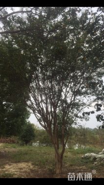 高度500厘米丛生紫薇