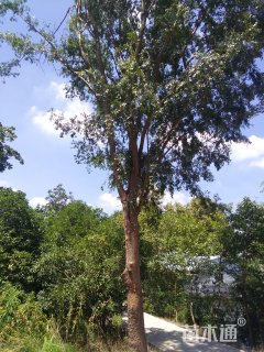 25公分榔榆