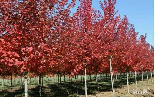 15公分美国红枫