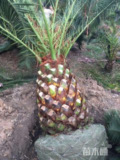 裸干高150厘米加拿利海枣