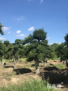 40公分造型小叶女贞