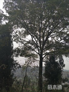 30公分朴树