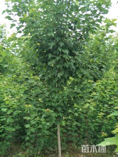 5公分美国红枫-红冠