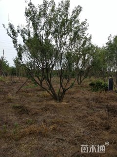 高度800厘米丛生元宝枫