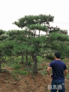 80公分造型油松