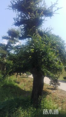 10公分造型榆树