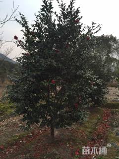 高度350厘米茶梅