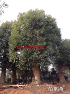 80公分香樟