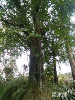 高度1000厘米金弹子