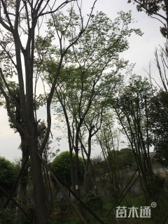 14公分多杆朴树