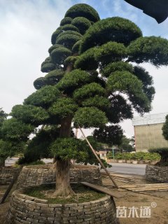 40公分造型日本罗汉松