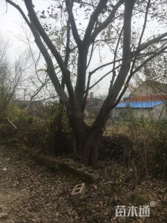 126公分丛生朴树