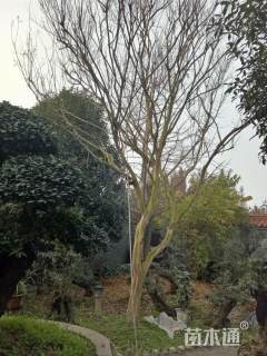 高度1000厘米大红紫薇