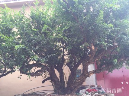 高度500厘米石榴