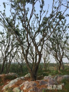 40公分丛生朴树