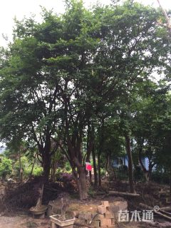 高度1400厘米红花紫薇