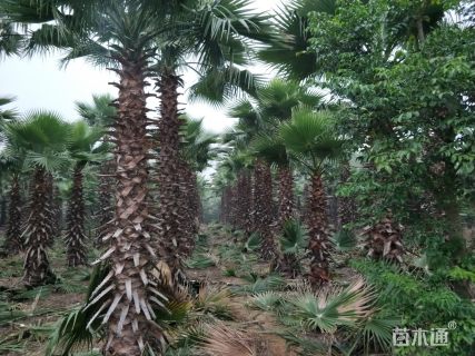 裸干高300厘米华棕