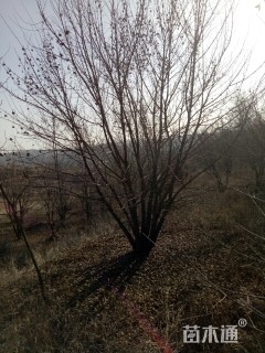 高度700厘米丛生元宝枫