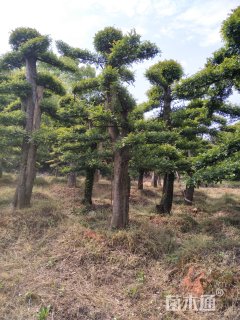 25公分造型榆树