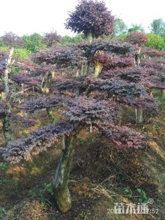 200厘米造型红花继木桩