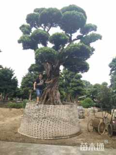 90公分造型罗汉松