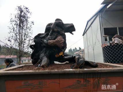 高度100厘米金弹子