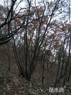 高度600厘米丛生蒙古栎