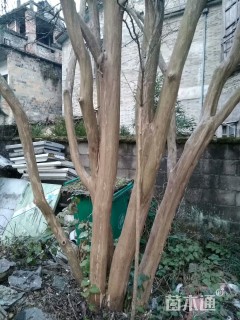 高度700厘米丛生紫薇