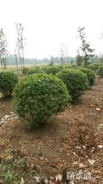 冠幅2000厘米大叶黄杨球