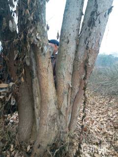 74公分丛生朴树