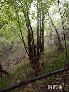 100公分丛生朴树