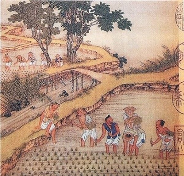 《康熙御制耕织图》中的水稻插秧。资料图片