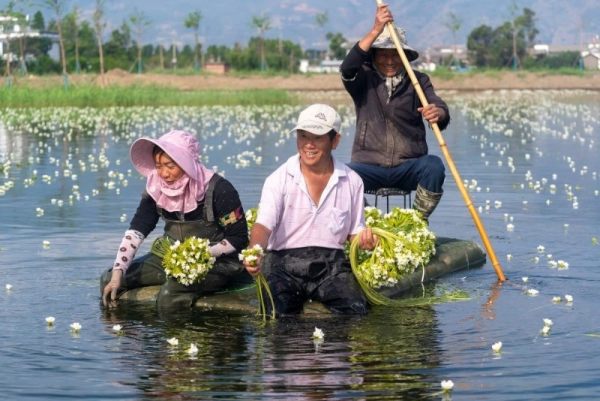 采收海菜花 罗新才 摄