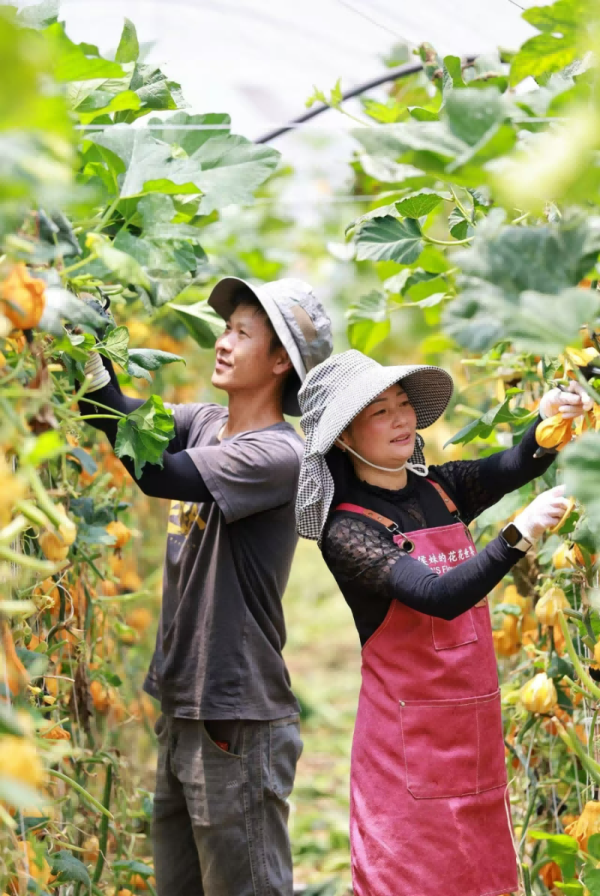 7月30日,昆明市晋宁区莫家庄一处种植基地里,农户正在采摘墨西哥葫芦,她家百亩基地每年销售额超过150万元,墨西哥葫芦成了致富果。新华社发(杨紫轩 摄)