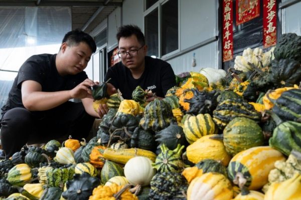 7月29日,两名顾客在昆明市晋宁区的墨西哥葫芦种植基地里挑选果实。新华社发(刘畅 摄)