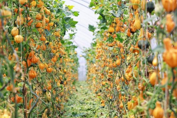 7月30日,昆明市晋宁区莫家庄种植基地里的墨西哥葫芦顺着藤蔓蓬勃生长,造型各异。新华社发(杨紫轩 摄)