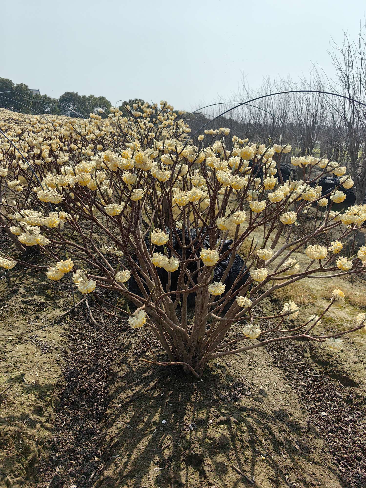 高度120厘米结香球
