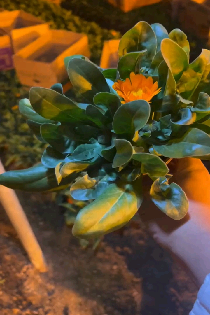 高度15厘米金盏菊