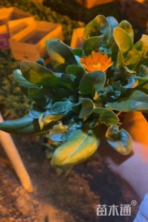 高度15厘米金盏菊