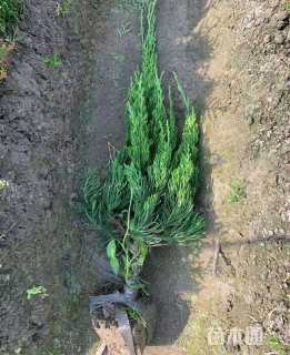 高度20厘米圆柏