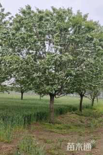 16公分流苏树