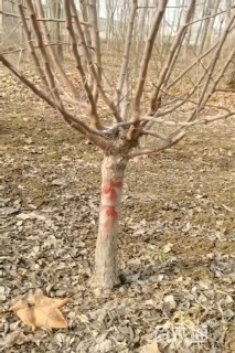 12公分绚丽海棠