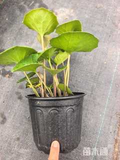 高度10厘米大吴风草