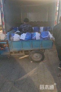 高度30厘米常绿鸢尾