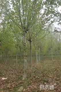 14公分法桐