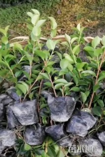 高度25厘米茶梅