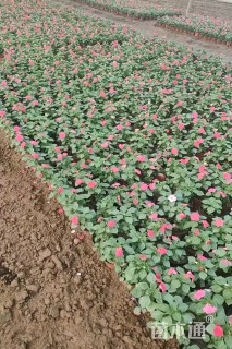 高度20厘米非洲凤仙