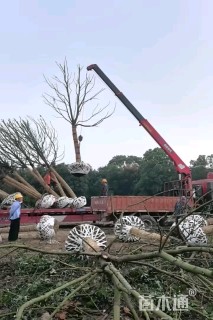 15公分香樟