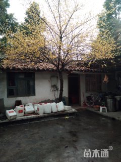 高度500厘米蜡梅